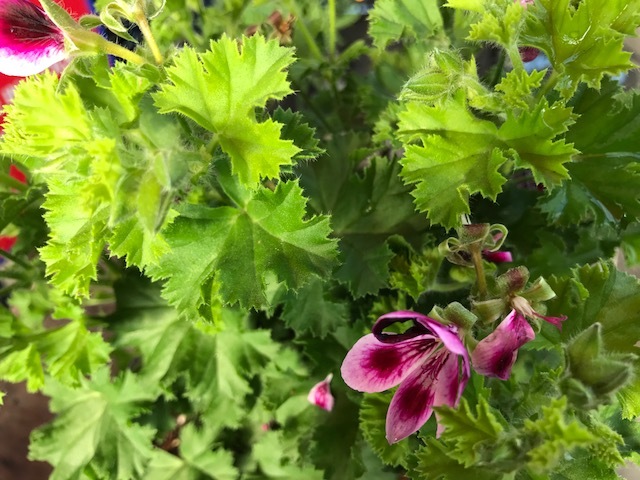 scented-geranium-plants